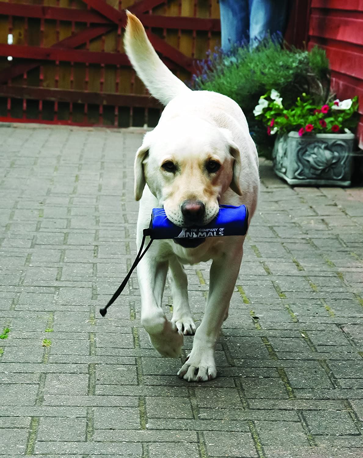 Ultimate Retiever Training Aid New Puppy Dog Recall Training Aid Accessories