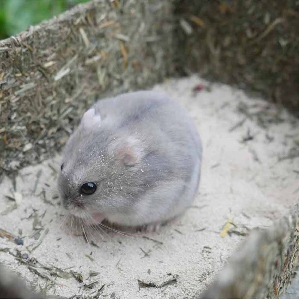 Kleintiere Degus, Rennmäuse Hamster Natürliches Rollin Nager Sandbad