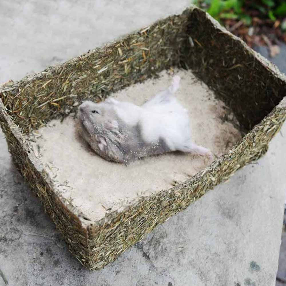 Kleintiere Degus, Rennmäuse Hamster Natürliches Rollin Nager Sandbad