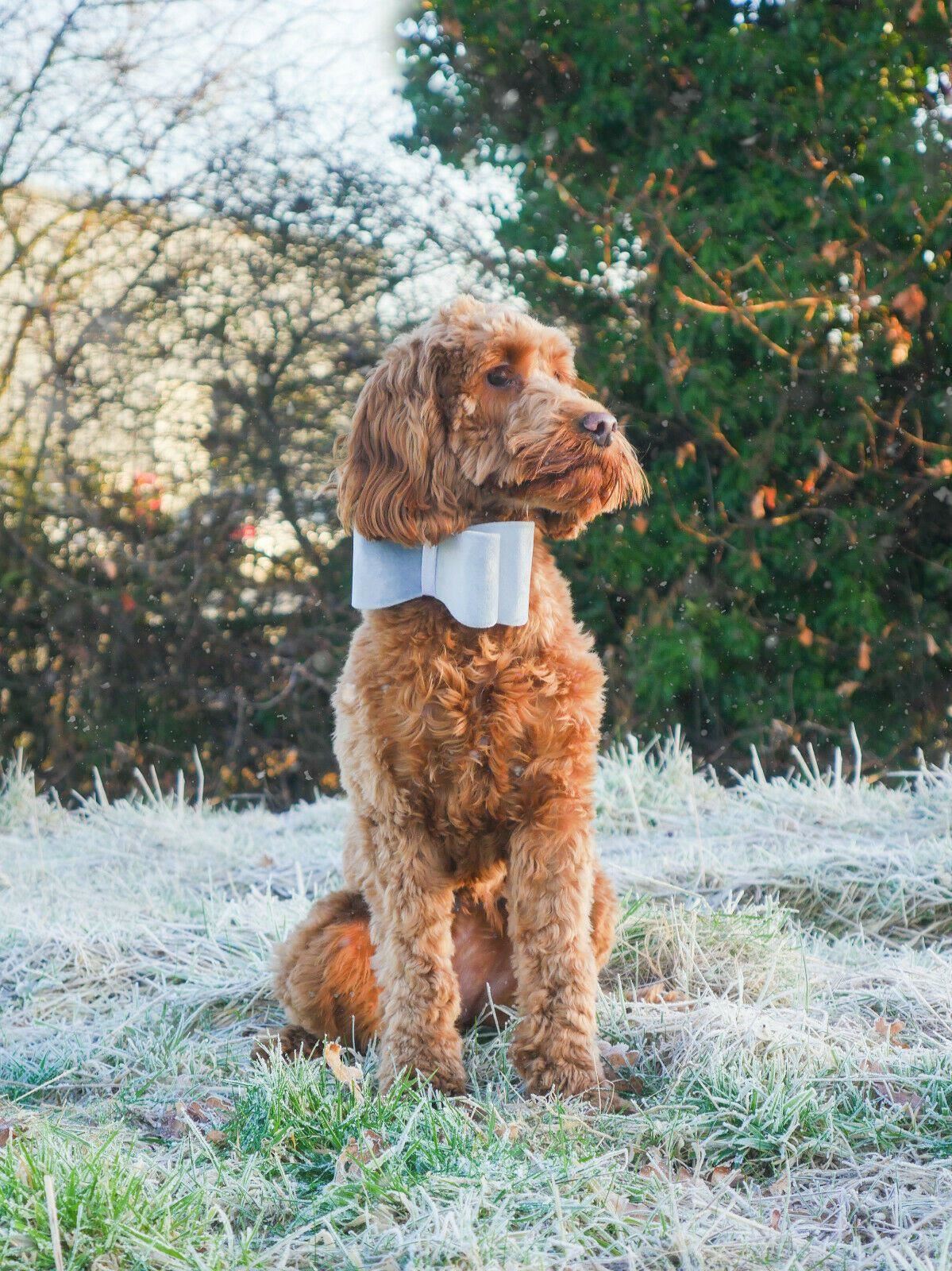 2er-Pack Hunde-/Welpenfliege aus Samt, festliche Weihnachten, silberne Schleife, einfach zu befestigen