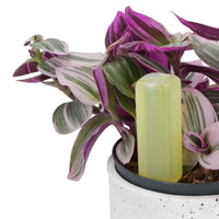 House Plants Drip Feeder Feed Ready to Use Plant Food 10 x 30ml Bottles
