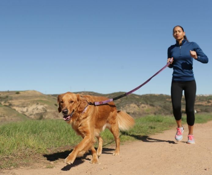 Small Red All-In-One Multi-Function Shock Absorber Hand Free Running Dog Lead