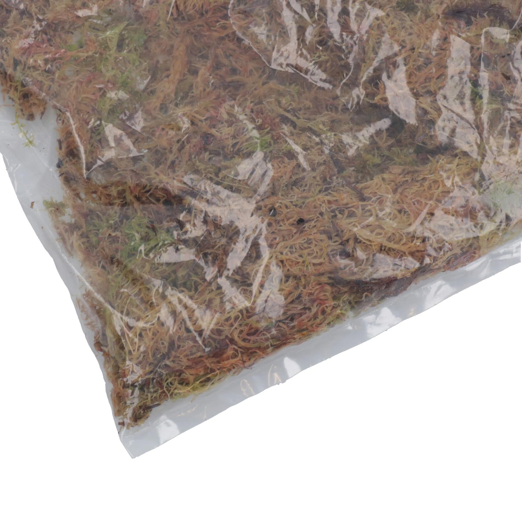 1.5L Habitat Moss Natural Substrate For Reptile Frog Snake Gecko